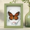 Real Framed Monarch Butterfly Ferns Mushrooms Danaus plexippus Taxidermy Sage Green Display