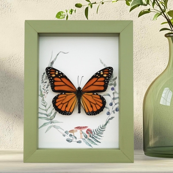 Real Framed Monarch Butterfly Ferns Mushrooms Danaus plexippus Taxidermy Sage Green Display