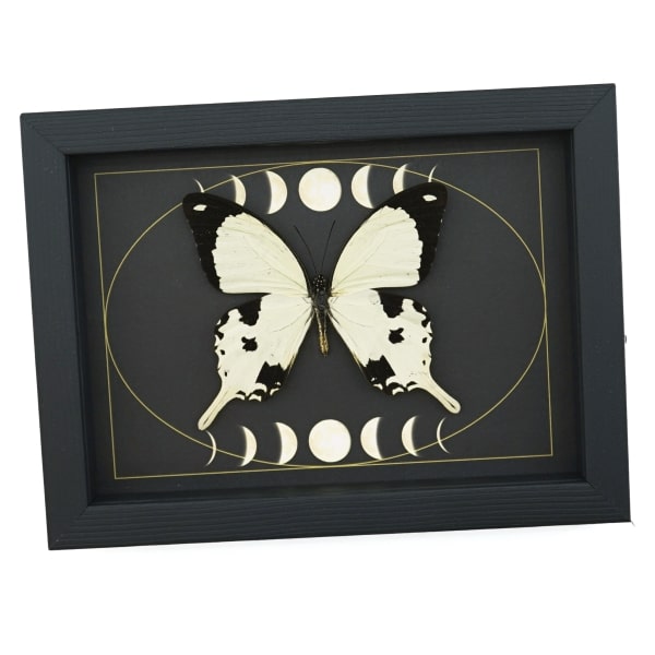 Papilio dardanus Mocker Swallowtail Butterfly Moon Phases Real Framed Taxidermy Display