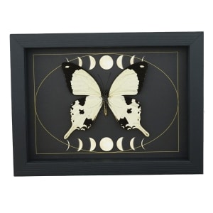 Papilio dardanus Mocker Swallowtail Butterfly Moon Phases Real Framed Taxidermy Display