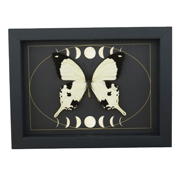 Papilio dardanus Mocker Swallowtail Butterfly Moon Phases Real Framed Taxidermy Display