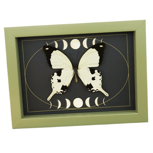 Papilio dardanus Mocker Swallowtail Butterfly Moon Phases Real Framed Taxidermy Sage Green Display