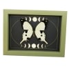 Papilio dardanus Mocker Swallowtail Butterfly Moon Phases Real Framed Taxidermy Sage Green Display