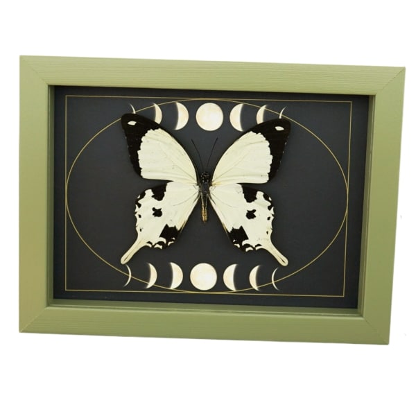 Papilio dardanus Mocker Swallowtail Butterfly Moon Phases Real Framed Taxidermy Sage Green Display