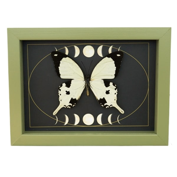 Papilio dardanus Mocker Swallowtail Butterfly Moon Phases Real Framed Taxidermy Sage Green Display