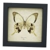 Papilio dardanus Verso Mocker Swallowtail Butterfly Real Framed Taxidermy Display