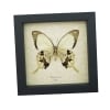 Papilio dardanus Verso Mocker Swallowtail Butterfly Real Framed Taxidermy Display