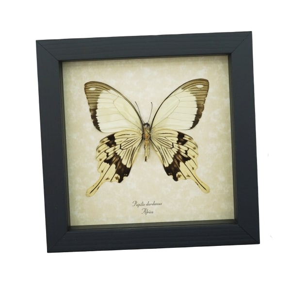 Papilio dardanus Verso Mocker Swallowtail Butterfly Real Framed Taxidermy Display