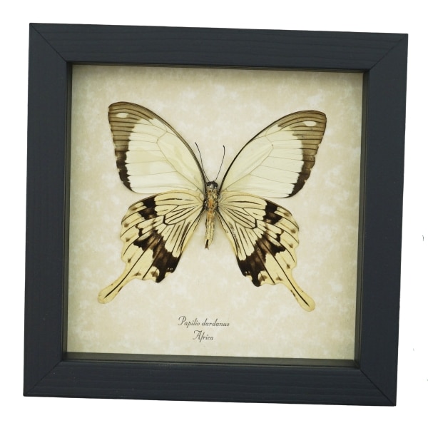 Papilio dardanus Verso Mocker Swallowtail Butterfly Real Framed Taxidermy Display