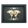 Papilio dardanus Verso Resting Mocker Swallowtail Butterfly Moon Phases Real Framed Taxidermy Display