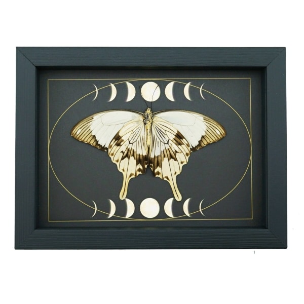 Papilio dardanus Verso Resting Mocker Swallowtail Butterfly Moon Phases Real Framed Taxidermy Display