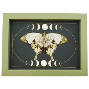 Papilio dardanus Verso Resting Mocker Swallowtail Butterfly Moon Phases Real Framed Taxidermy Sage Green Display