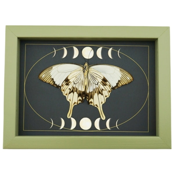 Papilio dardanus Verso Resting Mocker Swallowtail Butterfly Moon Phases Real Framed Taxidermy Sage Green Display
