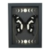 Papilio hesperus African Swallowtail Butterfly Moon Phases Framed Taxidermy Display