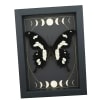 Papilio hesperus African Swallowtail Butterfly Moon Phases Framed Taxidermy Display