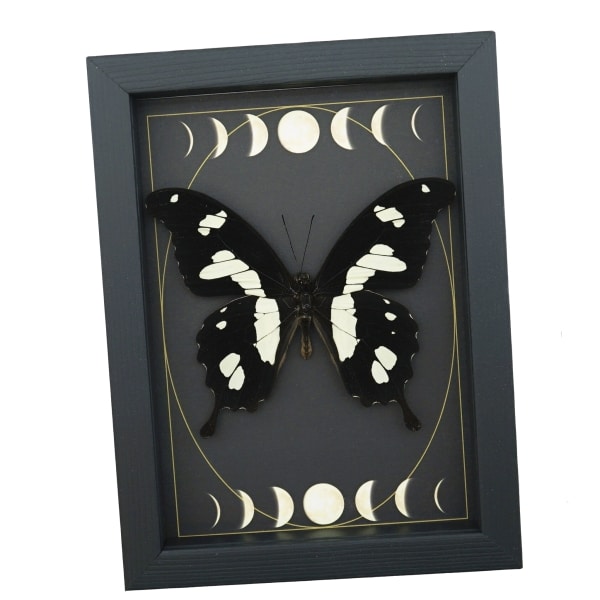 Papilio hesperus African Swallowtail Butterfly Moon Phases Framed Taxidermy Display