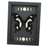 Papilio hesperus African Swallowtail Butterfly Moon Phases Framed Taxidermy Display