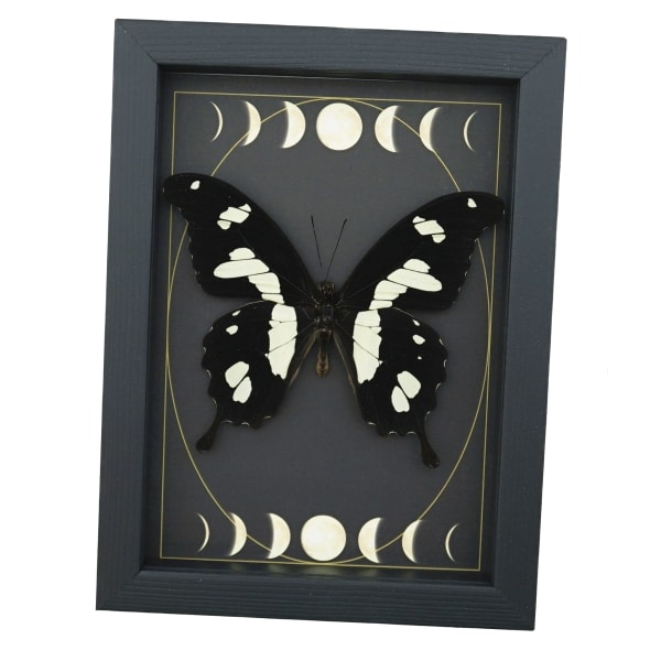 Papilio hesperus African Swallowtail Butterfly Moon Phases Framed Taxidermy Display