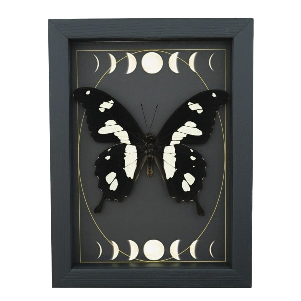 Papilio hesperus African Swallowtail Butterfly Moon Phases Framed Taxidermy Display