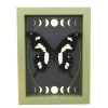 Papilio hesperus African Swallowtail Butterfly Moon Phases Framed Taxidermy Sage Green Display