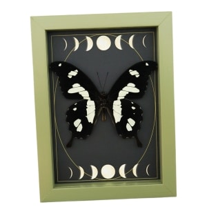 Papilio hesperus African Swallowtail Butterfly Moon Phases Framed Taxidermy Sage Green Display