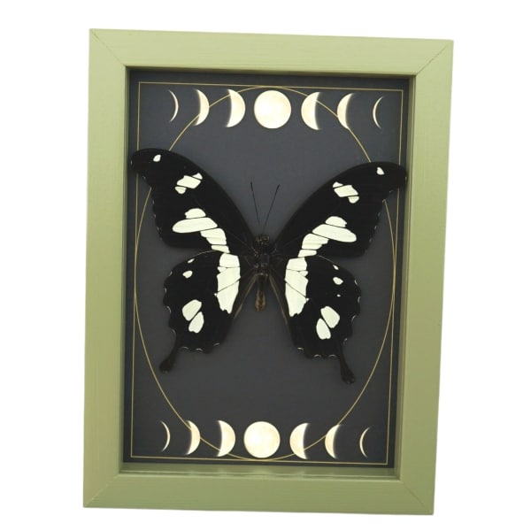 Papilio hesperus African Swallowtail Butterfly Moon Phases Framed Taxidermy Sage Green Display