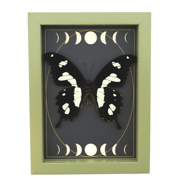 Papilio hesperus African Swallowtail Butterfly Moon Phases Framed Taxidermy Sage Green Display