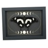 Papilio hesperus Resting African Swallowtail Butterfly Moon Phases Framed Taxidermy Display