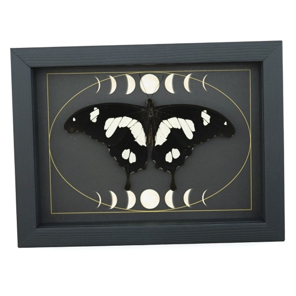 Papilio hesperus Resting African Swallowtail Butterfly Moon Phases Framed Taxidermy Display