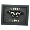 Papilio hesperus Resting African Swallowtail Butterfly Moon Phases Framed Taxidermy Display