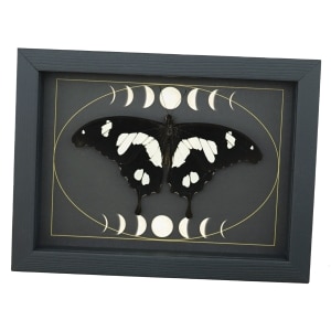 Papilio hesperus Resting African Swallowtail Butterfly Moon Phases Framed Taxidermy Display