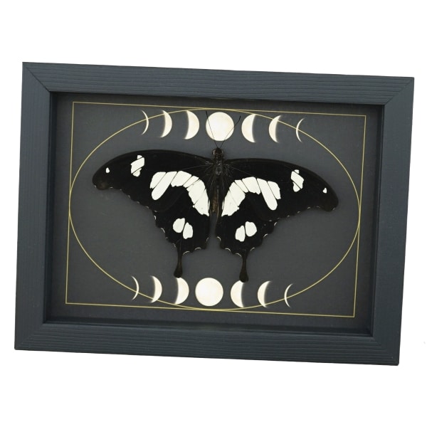 Papilio hesperus Resting African Swallowtail Butterfly Moon Phases Framed Taxidermy Display