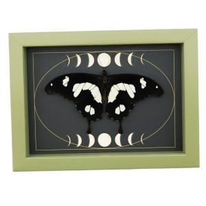 Papilio hesperus Resting African Swallowtail Butterfly Moon Phases Framed Taxidermy Sage Green Display