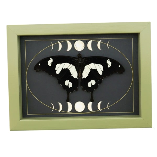 Papilio hesperus Resting African Swallowtail Butterfly Moon Phases Framed Taxidermy Sage Green Display