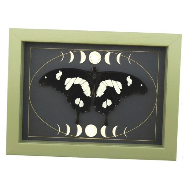 Papilio hesperus Resting African Swallowtail Butterfly Moon Phases Framed Taxidermy Sage Green Display