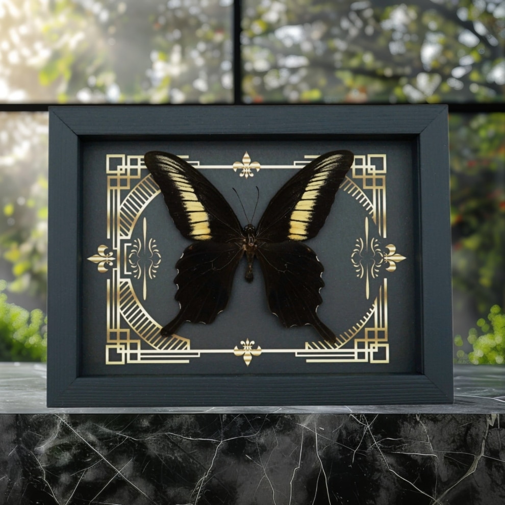 Papilio oenomaus Black Swallowtail Butterfly Gothic Scrolls Framed Taxidermy Display Papilio oenomaus Black Swallowtail Butterfly Gothic Scrolls Framed Taxidermy Display