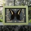 Papilio oenomaus Black Swallowtail Butterfly Gothic Scrolls Framed Taxidermy Sage Green Display