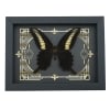 Papilio oenomaus Black Swallowtail Butterfly Gothic Scrolls Framed Taxidermy Display