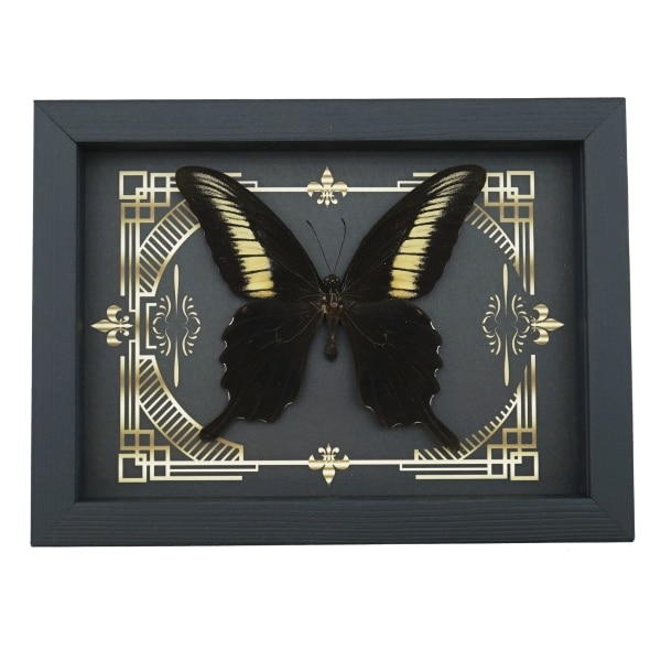 Papilio oenomaus Black Swallowtail Butterfly Gothic Scrolls Framed Taxidermy Display