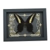 Papilio oenomaus Black Swallowtail Butterfly Gothic Scrolls Framed Taxidermy Display