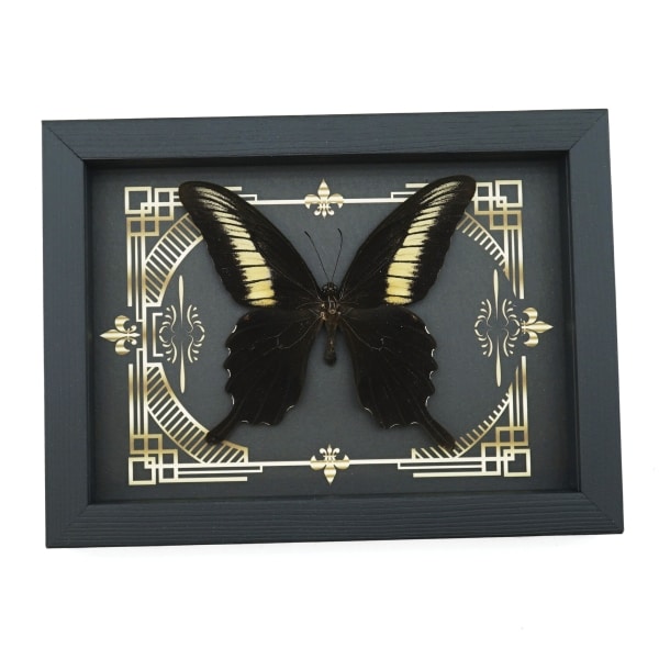Papilio oenomaus Black Swallowtail Butterfly Gothic Scrolls Framed Taxidermy Display