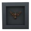 Amphion floridensis Nessus Sphinx Moth Framed Taxidermy Moonlight Display