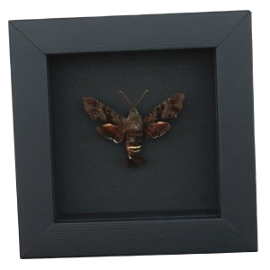 Amphion floridensis Nessus Sphinx Moth Framed Taxidermy Moonlight Display