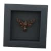 Amphion floridensis Nessus Sphinx Moth Framed Taxidermy Moonlight Display