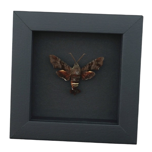 Amphion floridensis Nessus Sphinx Moth Framed Taxidermy Moonlight Display