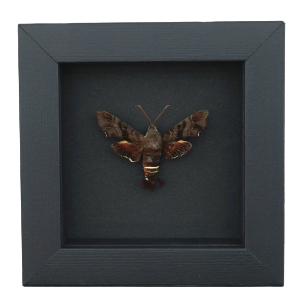 Amphion floridensis Nessus Sphinx Moth Framed Taxidermy Moonlight Display