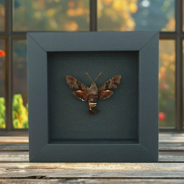 Amphion floridensis Nessus Sphinx Moth Framed Taxidermy Moonlight Display