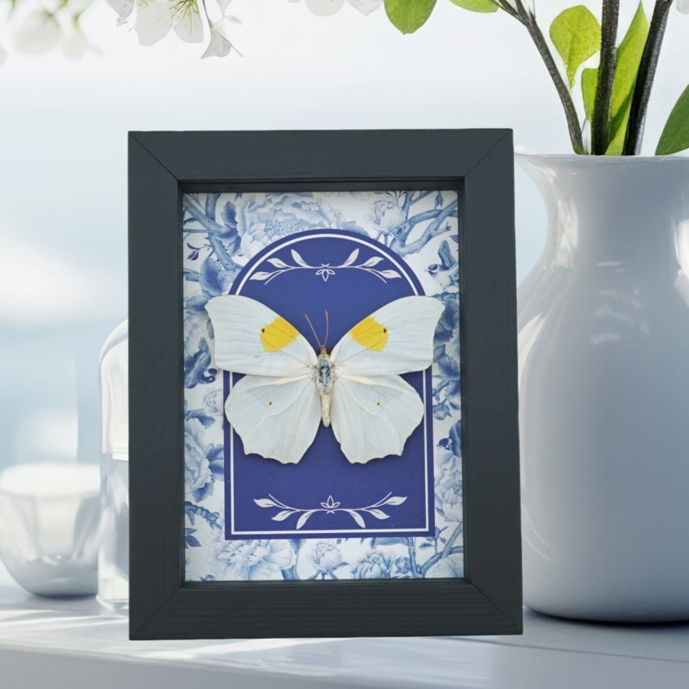 Anteos clorinde Butterfly White angled sulphur Blue White French Framed Taxidermy Display Anteos clorinde Butterfly White angled sulphur Blue White French Framed Taxidermy Display