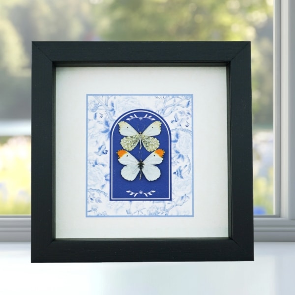 Anthocharis midea Butterfly Collection Falcate Orangetip Blue White French Framed Taxidermy Display