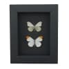 Anthocharis midea Butterfly Collection Falcate Orangetip Framed Taxidermy Moonlight Display